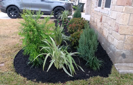 Corner landscape island with mixed shrubs, junipers, and variegated spider plants in black mulch.