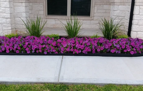 Straight foundation planter bordered in black with three clumps of ornamental grass, low shrubs, and a thick carpet of bright purple petunias.