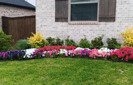 Long front landscape bed in front of a brick wall with shutters, layered shrubs and golden ligustrum, and a colorful ribbon of mixed petunias.